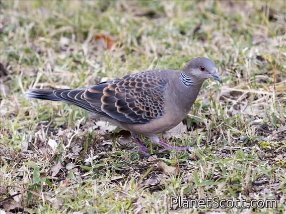Oriental Turtle-Dove (Streptopelia orientalis)