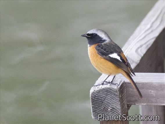Daurian Redstart (Phoenicurus auroreus)