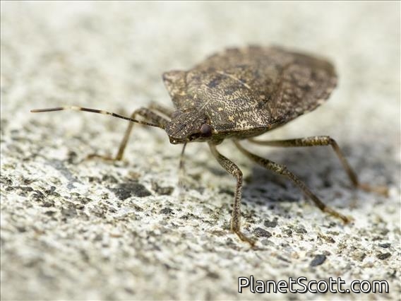 Brown Marmorated Stink Bug (Halyomorpha halys)