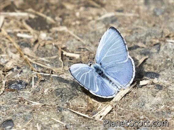 Pale Grass Blue (Pseudozizeeria maha)