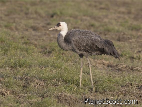 Hooded Crane (Grus monacha)