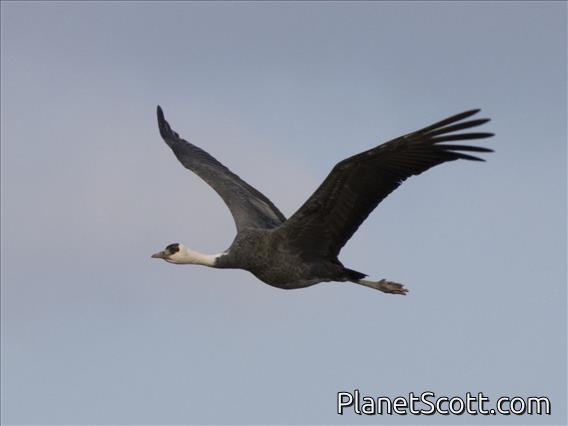 Hooded Crane (Grus monacha)