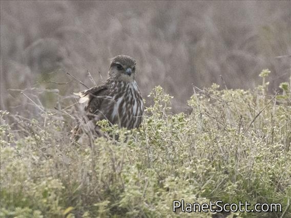 Merlin (Falco columbarius)