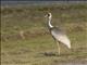 White-naped Crane (Antigone vipio)