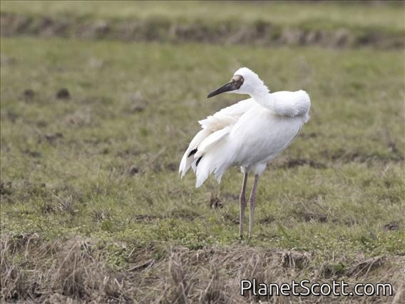 Siberian Crane (Grus leucogeranus)
