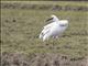 Siberian Crane (Grus leucogeranus)