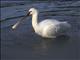 Eurasian Spoonbill (Platalea leucorodia)