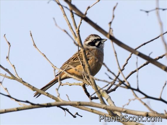 Meadow Bunting (Emberiza cioides)