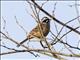 Meadow Bunting (Emberiza cioides)