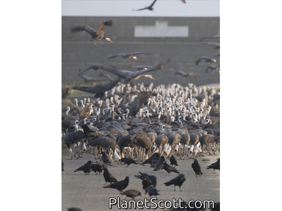 Hooded Crane (Grus monacha)