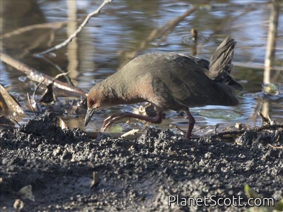 Ruddy-breasted Crake (Zapornia fusca)