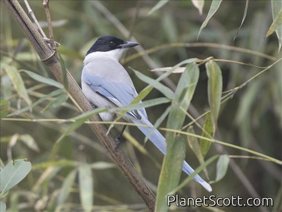 Azure-winged Magpie (Cyanopica cyanus)