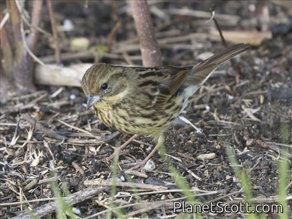Masked Bunting (Emberiza personata) - Female
