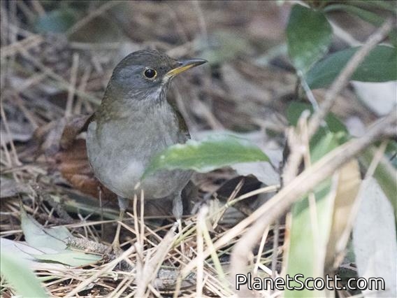 Pale Thrush (Turdus pallidus)