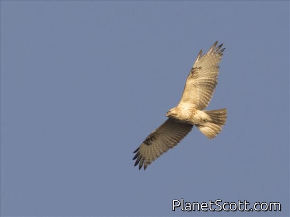 Eastern Buzzard (Buteo japonicus)