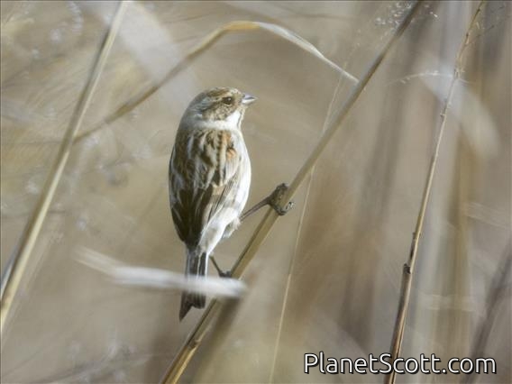 Reed Bunting (Emberiza schoeniclus) - Female