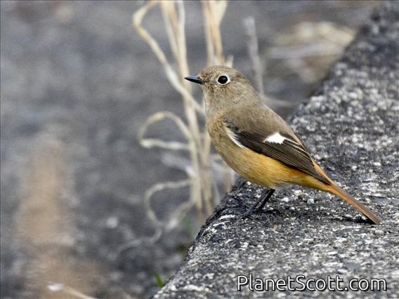 Daurian Redstart (Phoenicurus auroreus) - Female