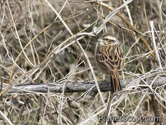 Meadow Bunting (Emberiza cioides) - Female