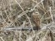 Meadow Bunting (Emberiza cioides) - Female