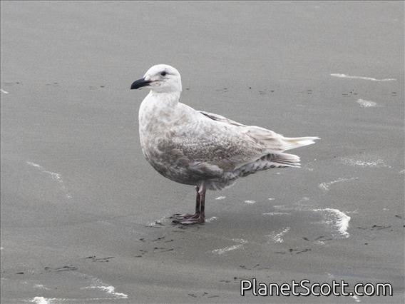 Glaucous-winged Gull (Larus glaucescens) - 1st Winter