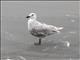 Glaucous-winged Gull (Larus glaucescens) - 1st Winter