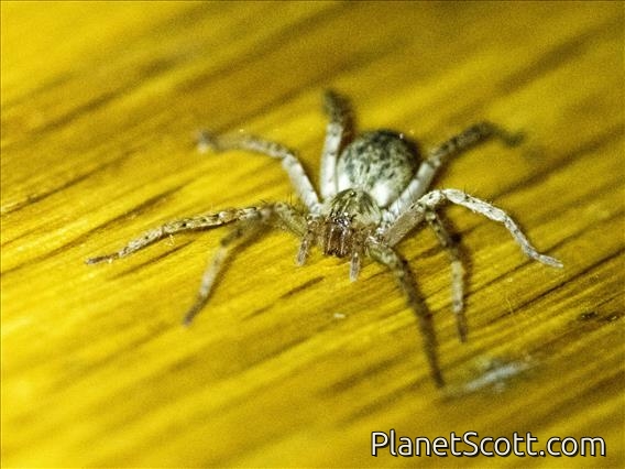 Ghost Spider (Anyphaena sp)