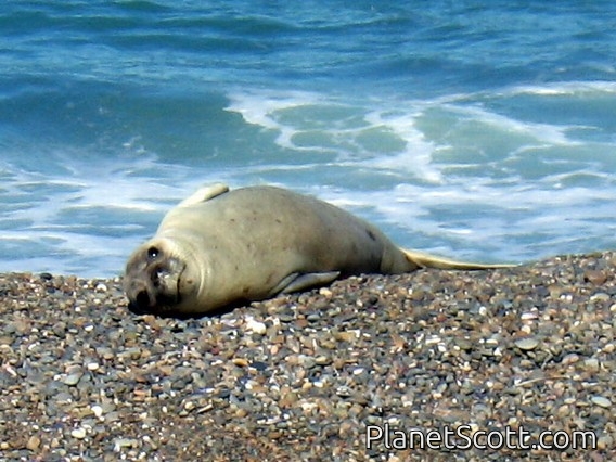Southern Elephant Seal, Peninsula Valdez