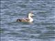 Yellow-billed Loon (Gavia adamsii)