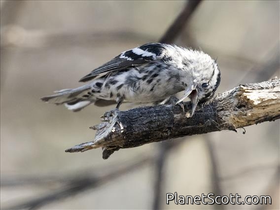 Black-and-white Warbler (Mniotilta varia)