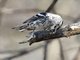 Black-and-white Warbler (Mniotilta varia)
