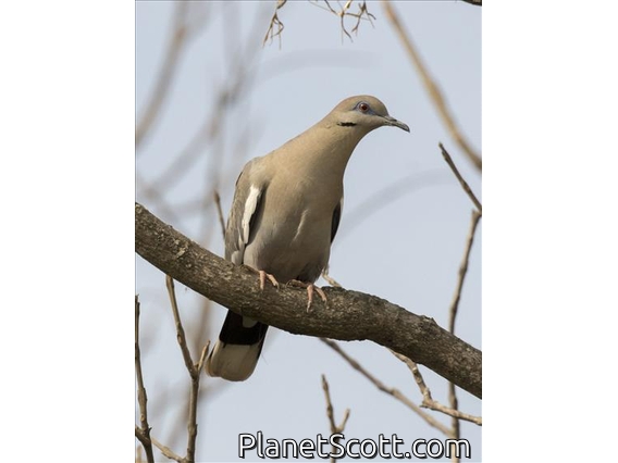 White-winged Dove (Zenaida asiatica)