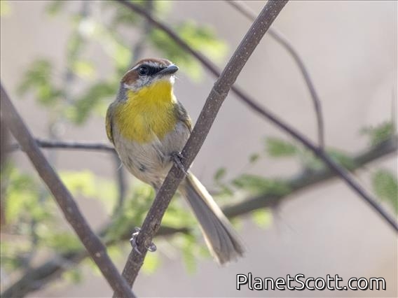 Rufous-capped Warbler (Basileuterus rufifrons)