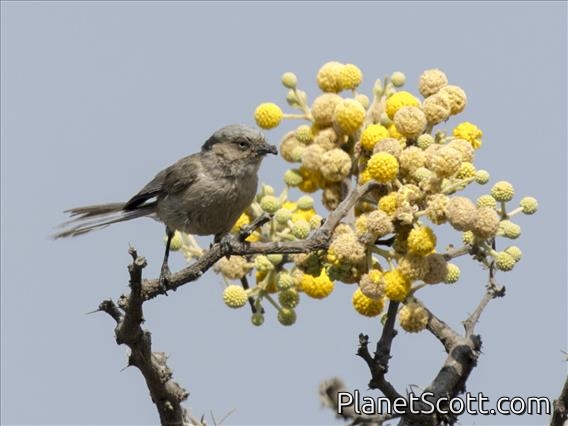 Bushtit (Psaltriparus minimus)
