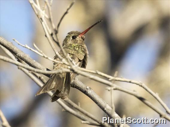 Dusky Hummingbird (Phaeoptila sordida)