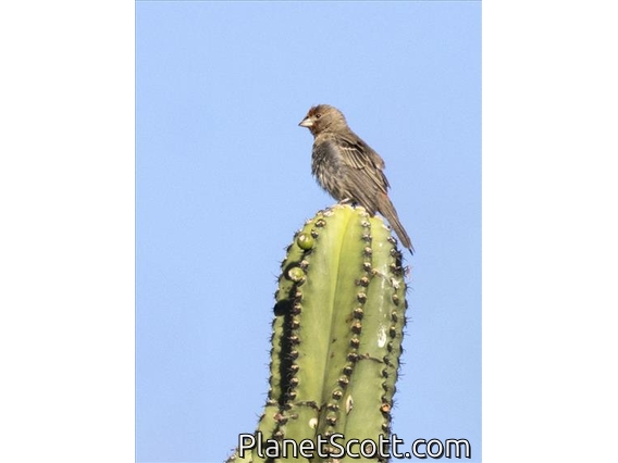 House Finch (Haemorhous mexicanus)