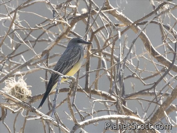 Cassin's Kingbird (Tyrannus vociferans)
