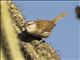 Boucards Wren (Campylorhynchus jocosus)