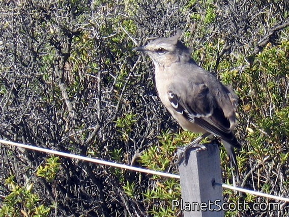 Patagonian Mockingbird, Peninsula Valdez