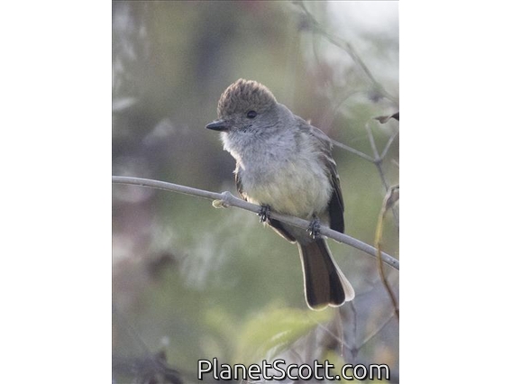 Ash-throated Flycatcher (Myiarchus cinerascens)
