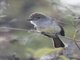 Ash-throated Flycatcher (Myiarchus cinerascens)