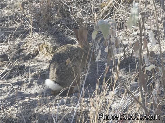 Mexican Cottontail (Sylvilagus cunicularius)