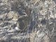 Mexican Cottontail (Sylvilagus cunicularius)