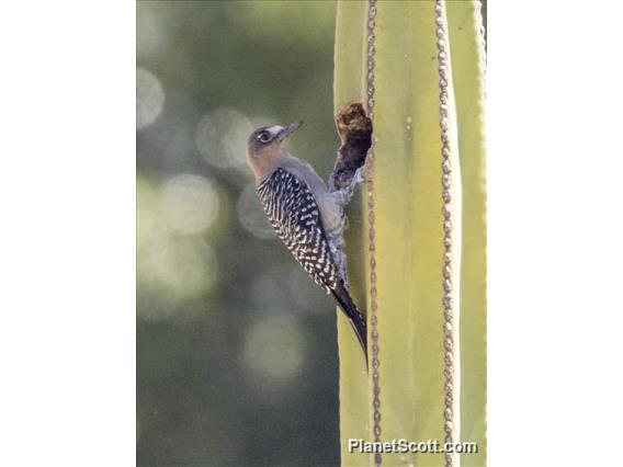 Gray-breasted Woodpecker (Melanerpes hypopolius)