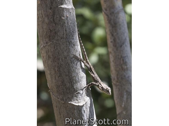 Eastern Spiny Lizard (Sceloporus spinosus)