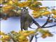 Nashville Warbler (Leiothlypis ruficapilla)