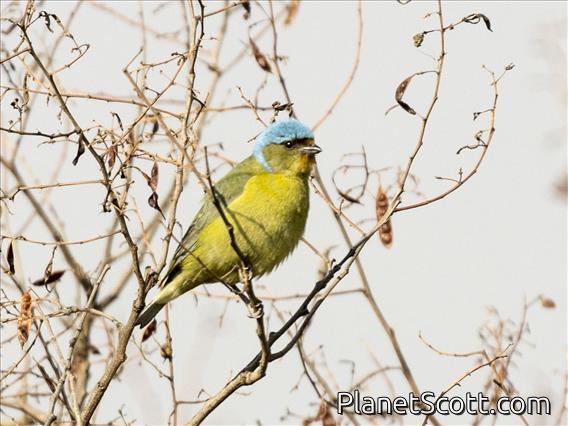 Elegant Euphonia (Chlorophonia elegantissima) - Female