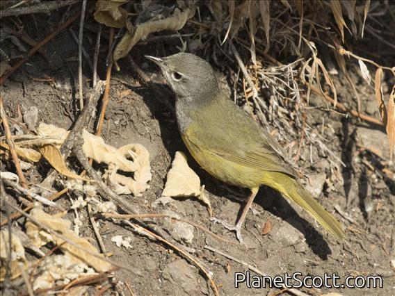 MacGillivray's Warbler (Geothlypis tolmiei)