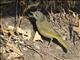 MacGillivrays Warbler (Geothlypis tolmiei)