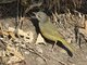 MacGillivray's Warbler (Geothlypis tolmiei)