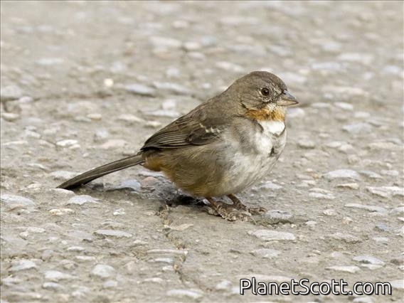 White-throated Towhee (Melozone albicollis)